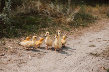 A flock of small yellow ducklings sits in the grass and watches.