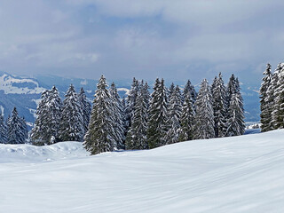 Picturesque canopies of alpine trees in a typical winter atmosphere after the spring snowfall over the Obertoggenburg alpine valley and in the Swiss Alps - Nesslau, Switzerland (Schweiz)