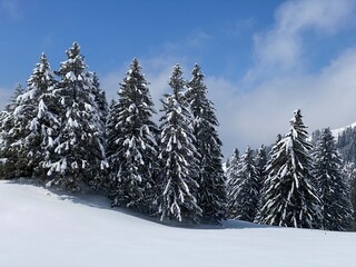 Picturesque canopies of alpine trees in a typical winter atmosphere after the spring snowfall over the Obertoggenburg alpine valley and in the Swiss Alps - Nesslau, Switzerland (Schweiz)