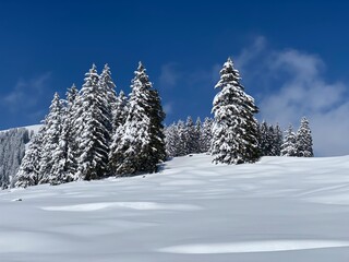 Picturesque canopies of alpine trees in a typical winter atmosphere after the spring snowfall over the Obertoggenburg alpine valley and in the Swiss Alps - Nesslau, Switzerland (Schweiz)