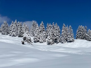 Picturesque canopies of alpine trees in a typical winter atmosphere after the spring snowfall over the Obertoggenburg alpine valley and in the Swiss Alps - Nesslau, Switzerland (Schweiz)