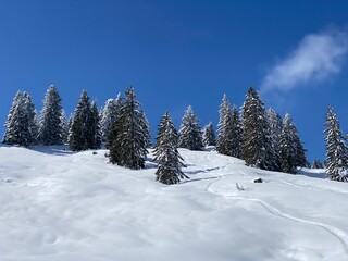 Picturesque canopies of alpine trees in a typical winter atmosphere after the spring snowfall over the Obertoggenburg alpine valley and in the Swiss Alps - Nesslau, Switzerland (Schweiz)