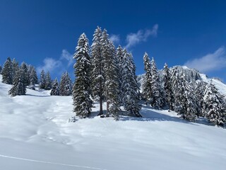 Picturesque canopies of alpine trees in a typical winter atmosphere after the spring snowfall over the Obertoggenburg alpine valley and in the Swiss Alps - Nesslau, Switzerland (Schweiz)
