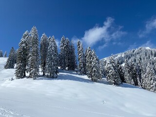 Picturesque canopies of alpine trees in a typical winter atmosphere after the spring snowfall over the Obertoggenburg alpine valley and in the Swiss Alps - Nesslau, Switzerland (Schweiz)