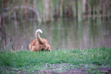 Eine Katze mit rotbraunen Fell jagt eine Familie Graugänse in den Teich.