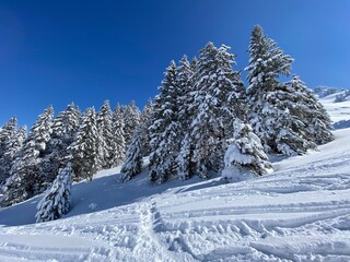 Picturesque canopies of alpine trees in a typical winter atmosphere after the spring snowfall over the Obertoggenburg alpine valley and in the Swiss Alps - Nesslau, Switzerland (Schweiz)