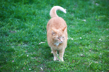 Portrait einer verspielten Katze mit rotbraunen Fell.