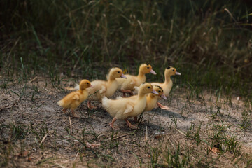 A flock of small yellow ducklings sits in the grass and watches.