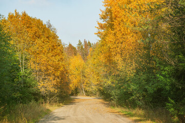 View of the empty road in the forest.
