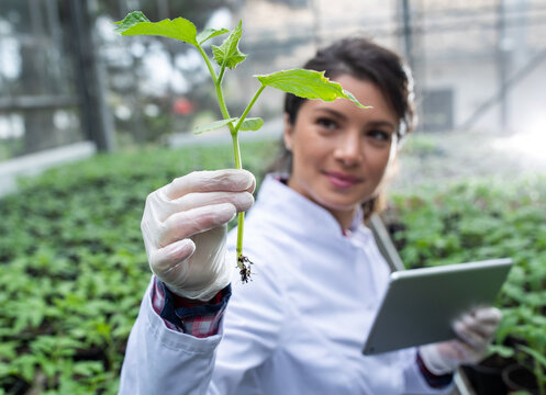 Biologist holding seedling and tablet in greenhouse
