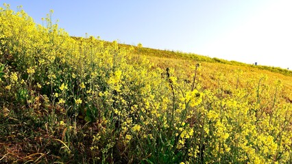 川の土手の中で満開に咲く菜の花たち