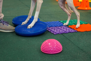 Dog is engaged fitness on massage and physiotherapy carpet. Training device for rehabilitation...