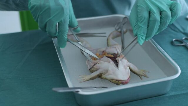 Education concept of 4k Resolution. Researchers are dissecting frogs in a lab.