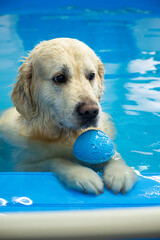 golden retriever dog playing with ball in the swimming pool. Pet rehabilitation. Recovery training...