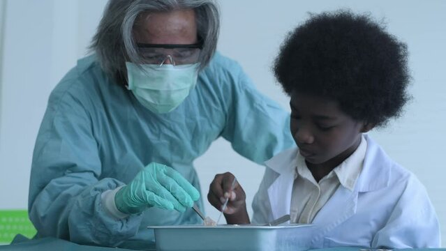 Education concept of 4k Resolution. Researchers are dissecting frogs in a lab. teaching students. physical examination.