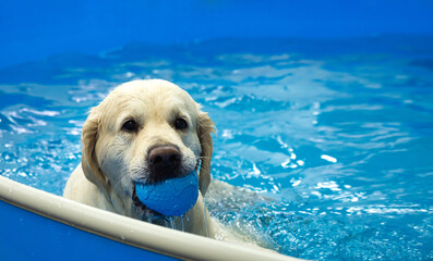 golden retriever dog playing with ball in the swimming pool. Pet rehabilitation in water. Recovery...