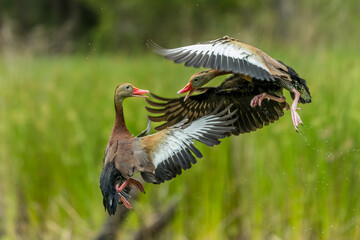 Black-bellied whistling ducks fighting in mid-air