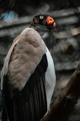 red billed hornbill