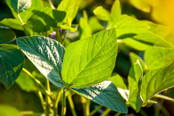 Green leaves of a flowering soybean plant. Agricultural plant during the period of active growth and flowering in the field. Selective focus.