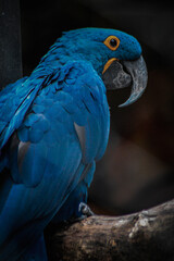 blue and yellow macaw