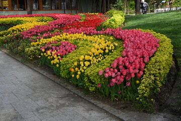 colurfuly flowers, tulips in the park