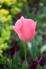 colurfuly flowers, tulips in the park