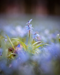 Close up view on colorful spring flowers bluebells with blurry background. Warm sunset light creates beautiful colors and composition.