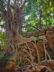 roots of a tree