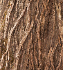 Texture of the bark of a deciduous tree. The background is wooden.
