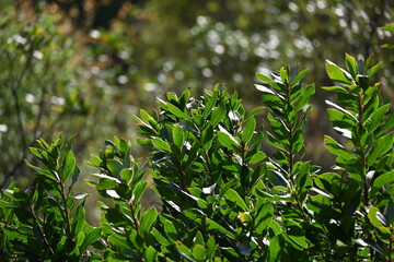 corn field in the morning