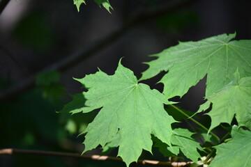 green maple leaves
