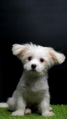 Female Maltese Puppy White Dog Photo Shoot Session studio with black background on green grass