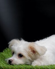 Female Maltese Puppy White Dog Photo Shoot Session studio with black background on green grass