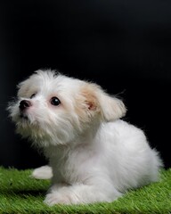 Female Maltese Puppy White Dog Photo Shoot Session studio with black background on green grass