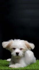 Female Maltese Puppy White Dog Photo Shoot Session studio with black background on green grass