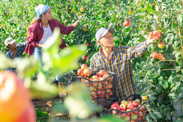 Focused skilled farm worker harvesting ripe red apples in fruit garden on sunny summer day..