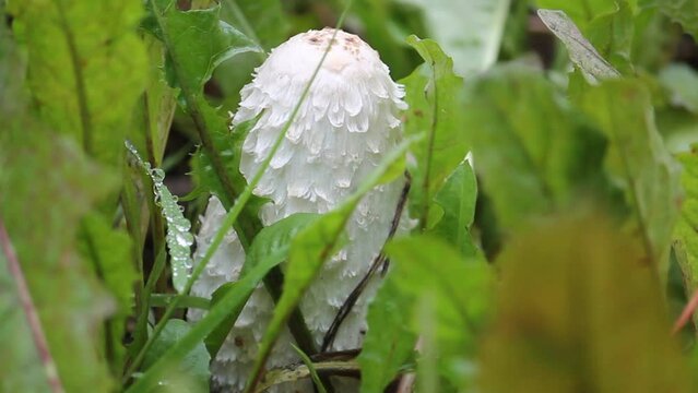Shaggy ink cap (Coprinus comatus) mushroom in wild. September, Belarus