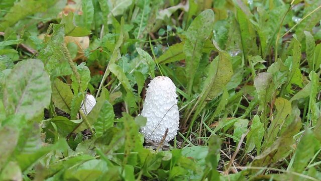 Shaggy ink cap (Coprinus comatus) mushroom in wild. September, Belarus