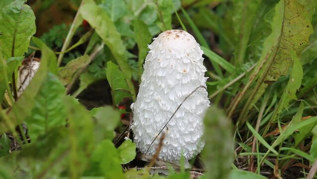 Shaggy ink cap (Coprinus comatus) mushroom in wild. September, Belarus