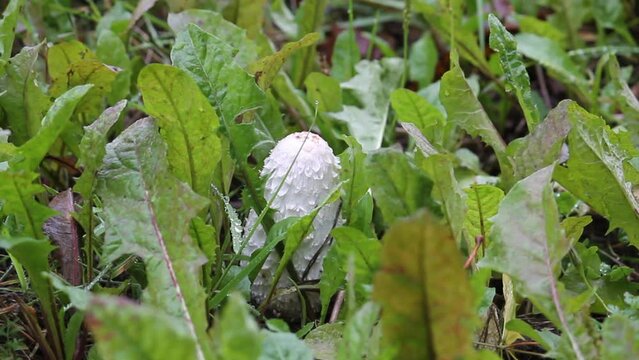 Shaggy ink cap (Coprinus comatus) mushroom in wild. September, Belarus