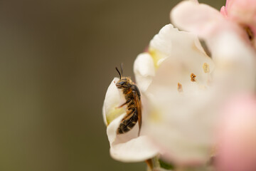 bee on a apple blossom in the spring 