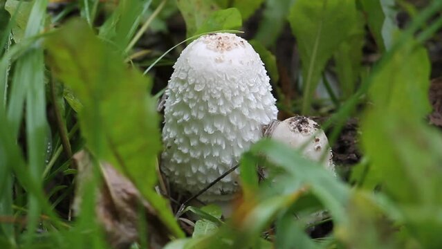 Shaggy ink cap (Coprinus comatus) mushroom in wild. September, Belarus