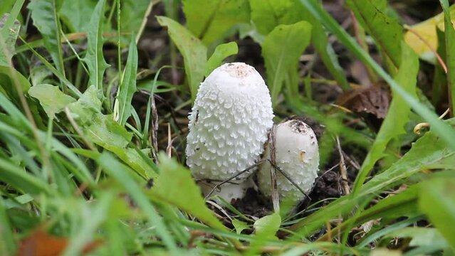 Shaggy ink cap (Coprinus comatus) mushroom in wild. September, Belarus