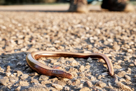Petit orvet commun ou orvet fragile