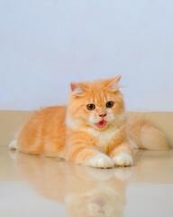 Yellow Male persian fluffy cat photo shoot session studio with grey gray background with cat expression