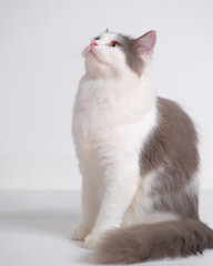 gray and white female persian fluffy cat photo shoot session studio with white background with cat expression