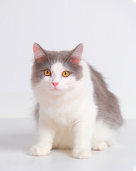 gray and white female persian fluffy cat photo shoot session studio with white background with cat expression