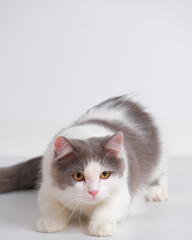 gray and white female persian fluffy cat photo shoot session studio with white background with cat expression