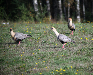Bird Bandurria Valdiviana