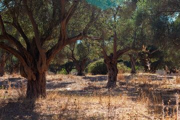 Olive grove. Large and old ancient olive trees in an olive garden in the Mediterranean.